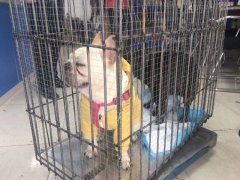 成都至長沙斗牛犬的發運