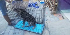 成都至洛陽拉布拉多犬的發運