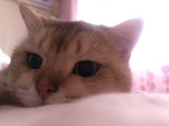 成都至宜春貓咪的發運