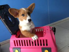 成都至烏魯木齊柯基犬的發運
