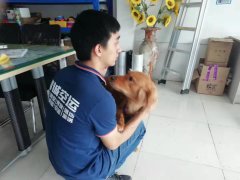 成都至廣州金毛犬的發運