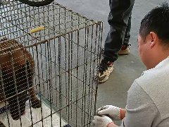 馬犬航空托運(yùn)的打包過程分享