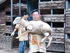 【成都麓客島——?jiǎng)游飳＼囘\(yùn)輸】
